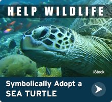 Help Wildlife. Symbolically adopt a sea turtle today!